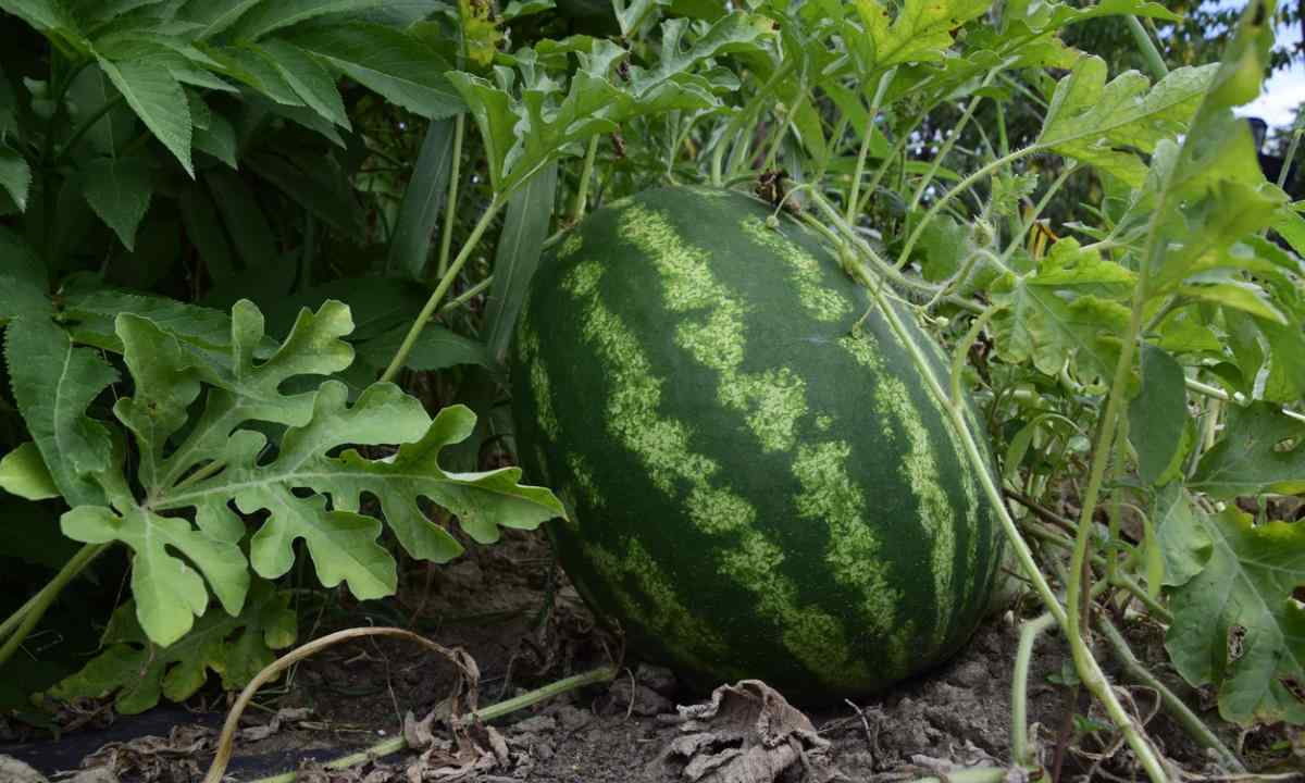 As at the dacha to grow up watermelons