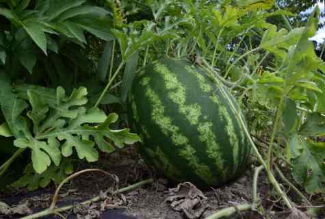 As at the dacha to grow up watermelons
