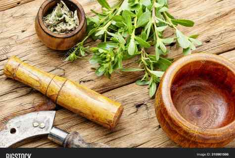 Than it is useful portulak: medicinal properties and contraindications