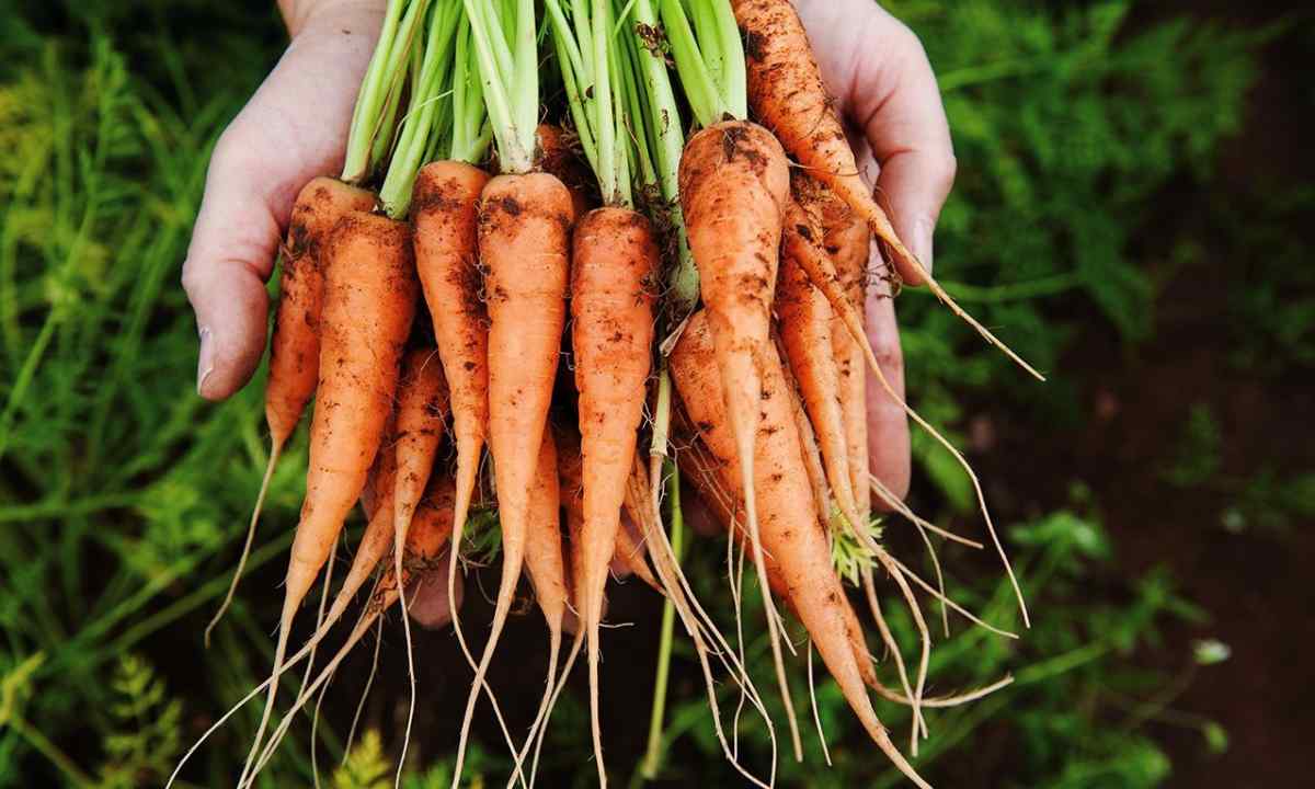 As it is correct to plant carrots for receiving big crop