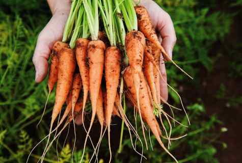 As it is correct to plant carrots for receiving big crop