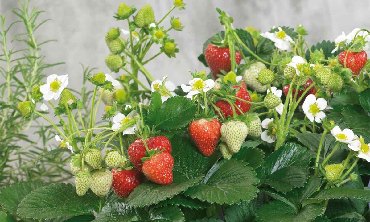 Cultivation of wild strawberry from seeds