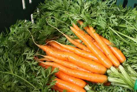 When to sow carrots for the winter