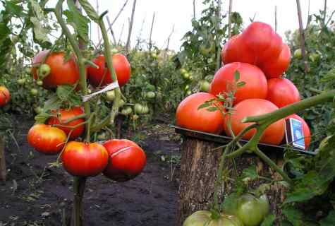 Secrets of good harvest of tomatoes in the open ground