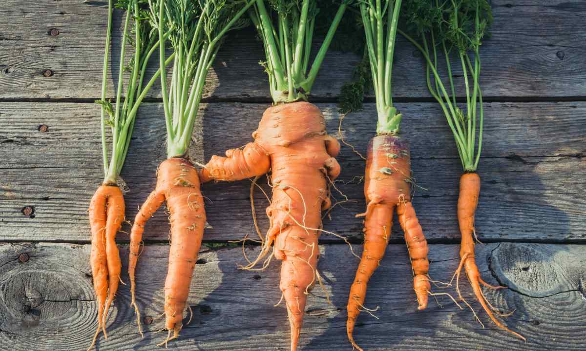 Why carrots horned and clumsy