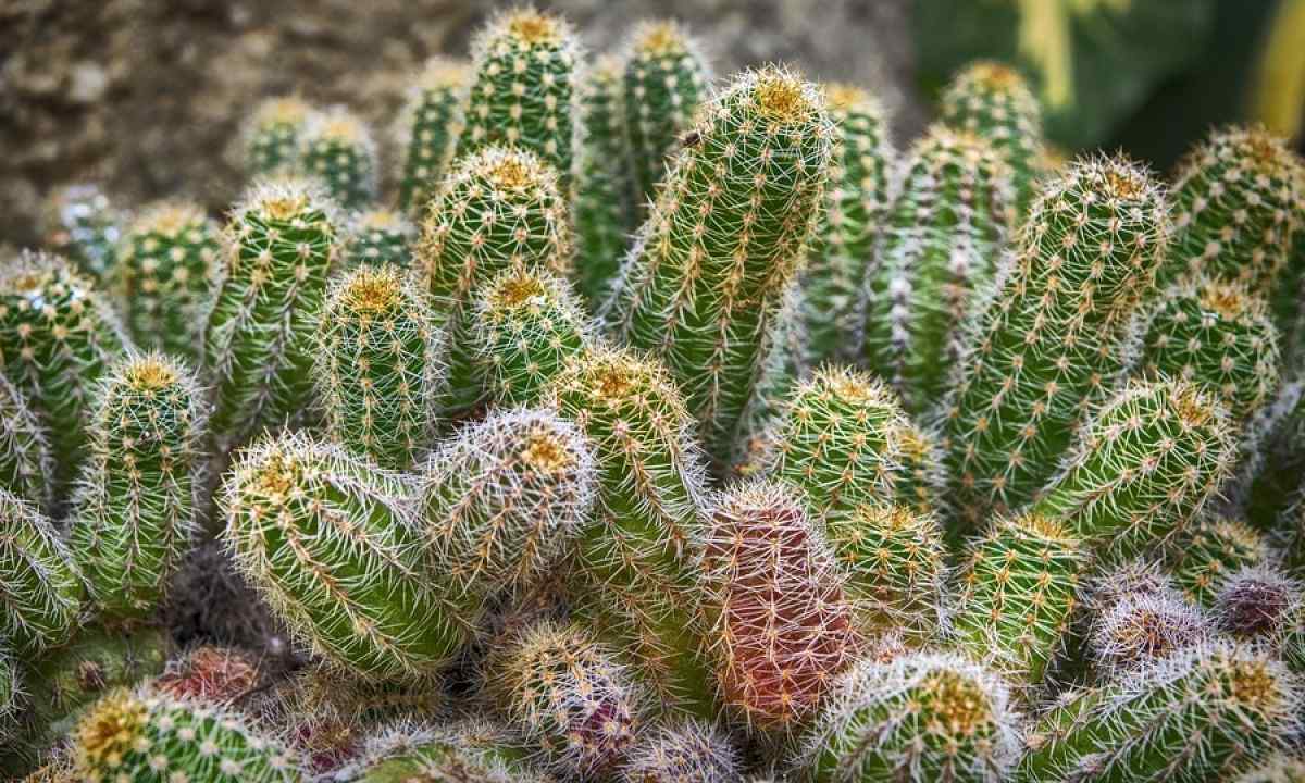 Why the cactus decays