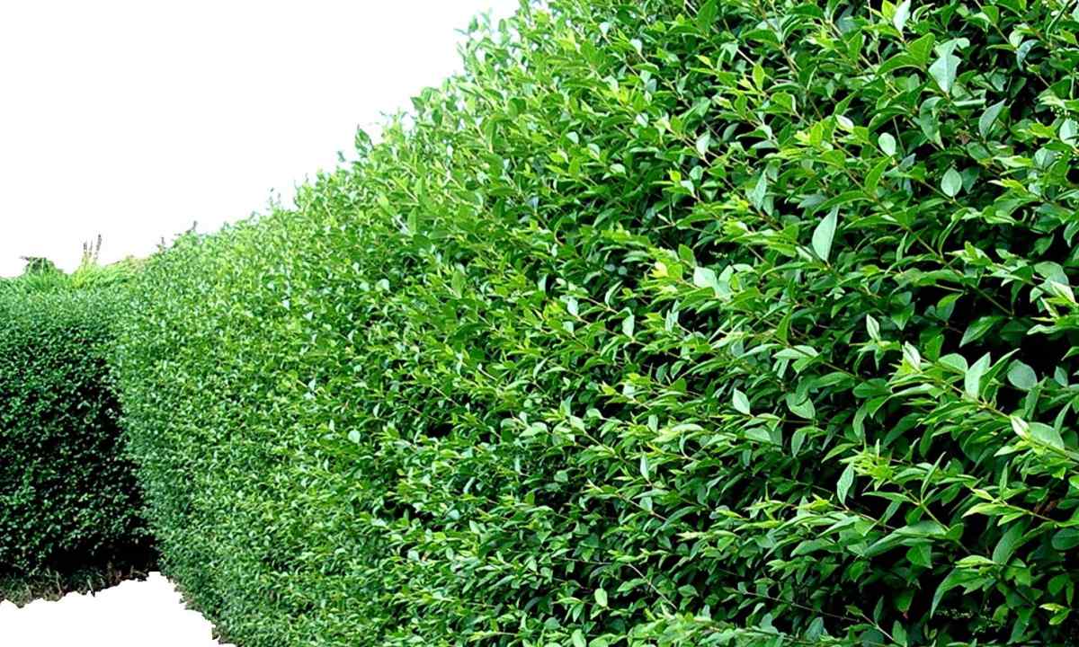 What plants can be used for green hedge in Siberia