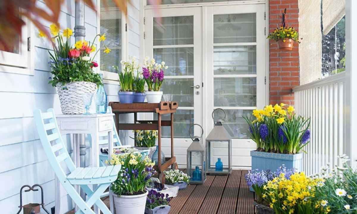 Flowers in containers for balcony and terrace