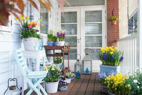Flowers in containers for balcony and terrace