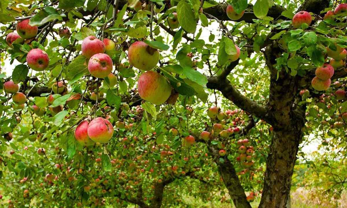 Why the apple-tree badly grows