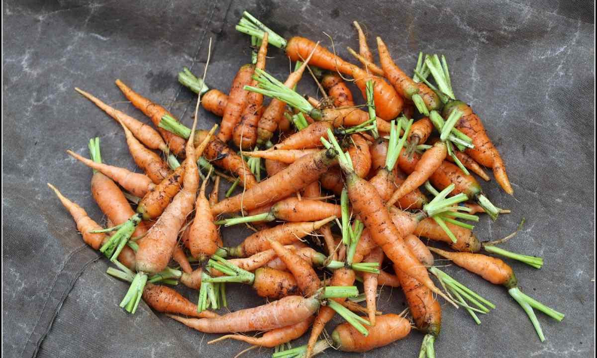 How to prepare carrots seeds for landing