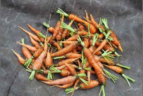 How to prepare carrots seeds for landing