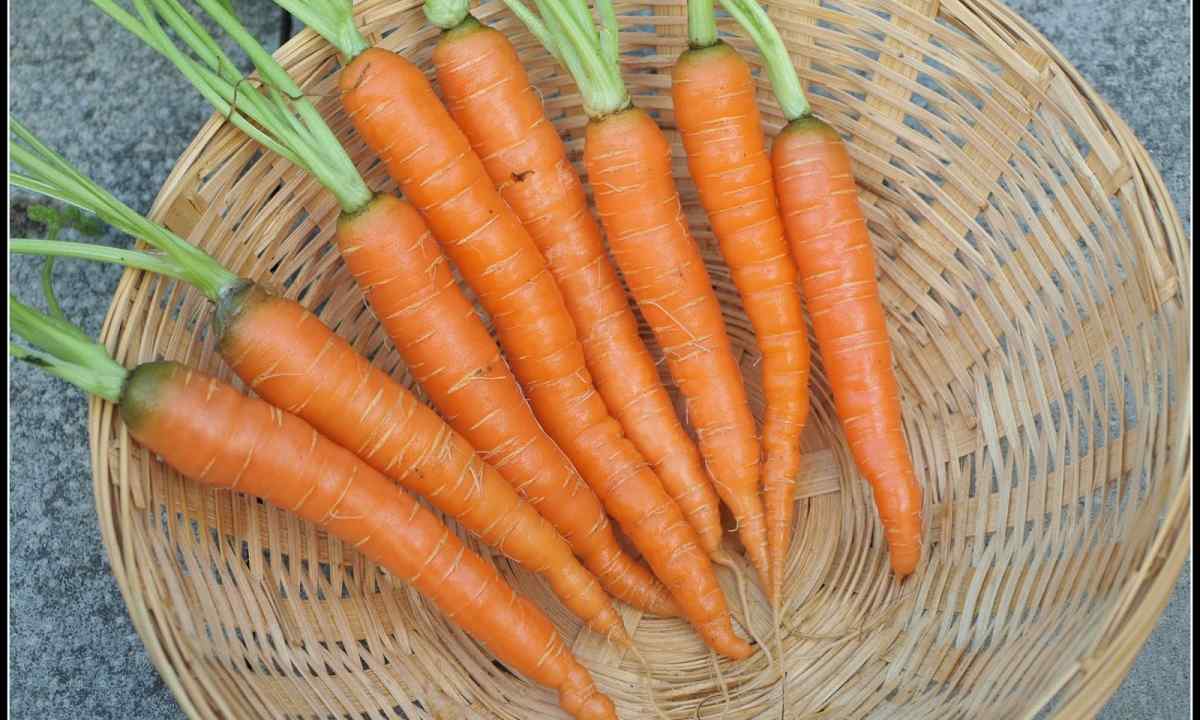 How to choose carrots seeds