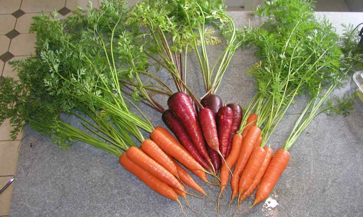How to grow up carrots on seeds