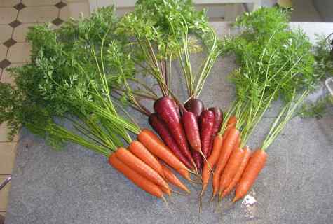 How to grow up carrots on seeds