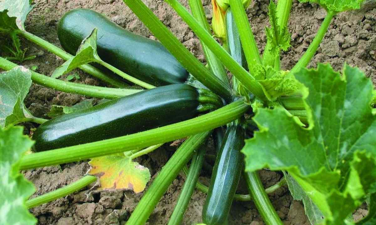 What zucchini differs from squash in when to reap crop