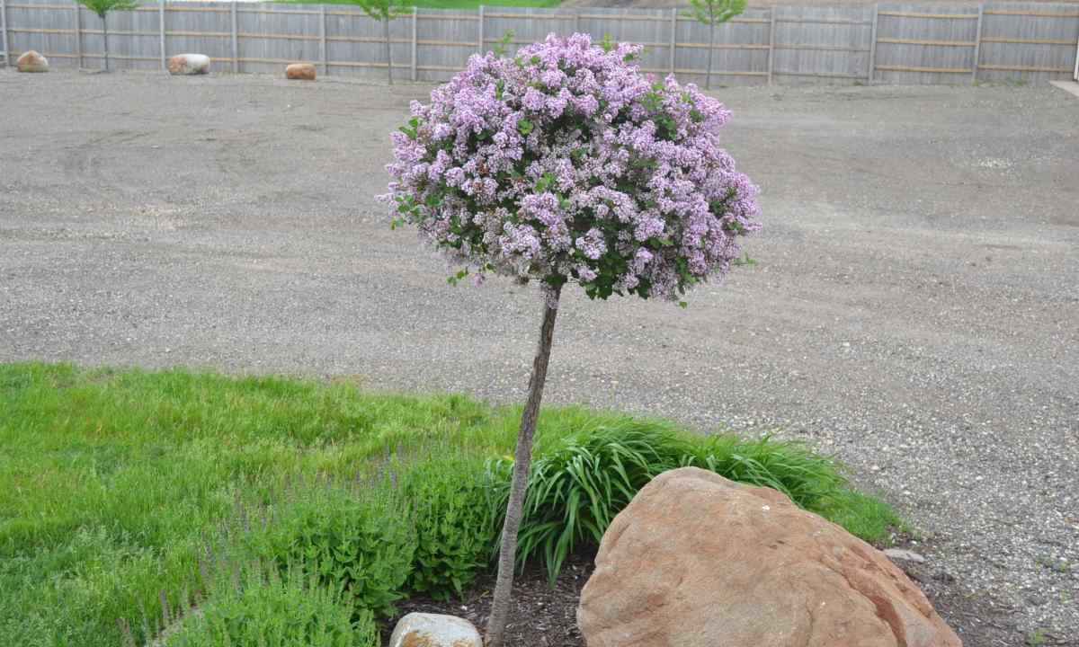 How to choose and buy saplings of high-quality lilac