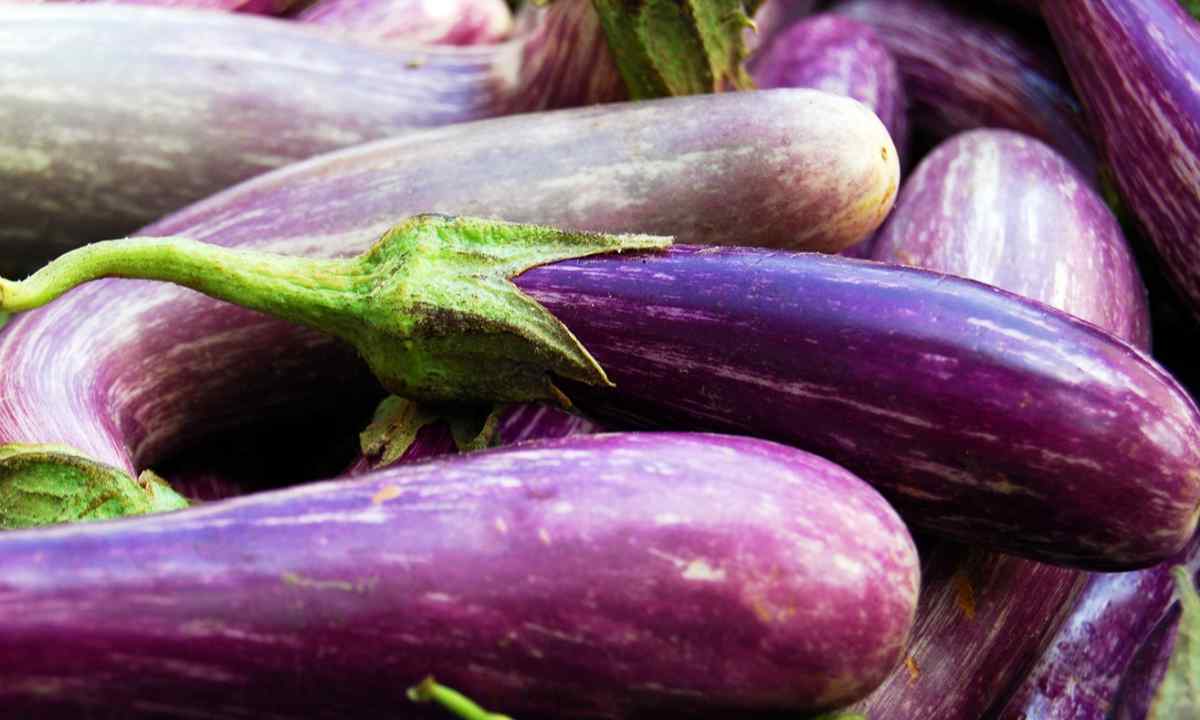 How to choose seeds of eggplants