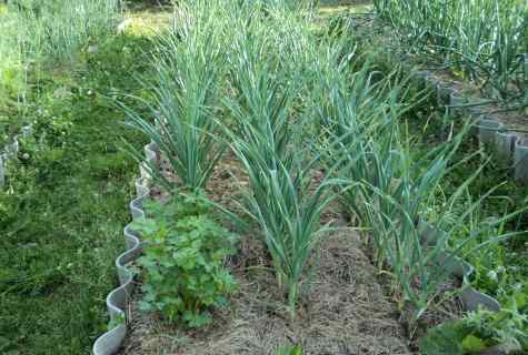 Than to feed up garlic in the summer