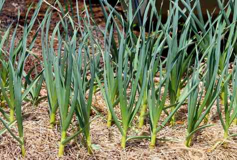 As well as under what culture to plant garlic