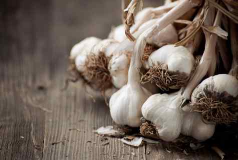 The easiest and effective way of cultivation of garlic