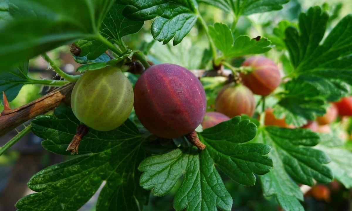 Gooseberry: grades, cultivation and leaving