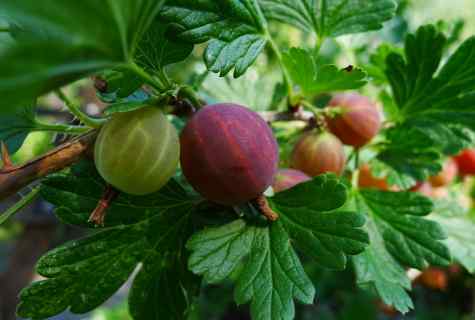 Gooseberry: grades, cultivation and leaving