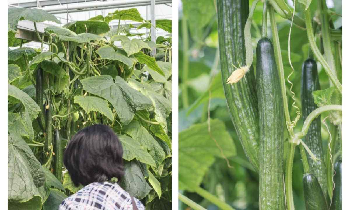 How to grow up cucumbers in the winter in greenhouses