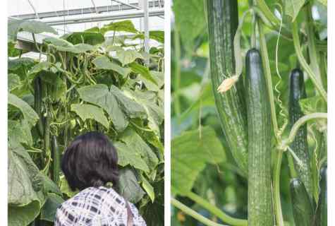 How to grow up cucumbers in the winter in greenhouses