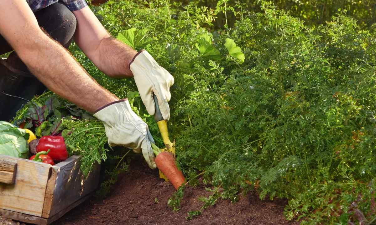 How to grow up more vegetables