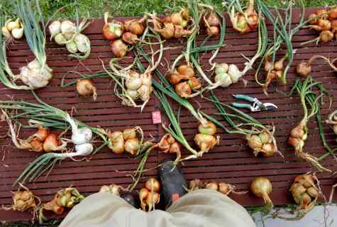 How to prepare onions for storage in house conditions