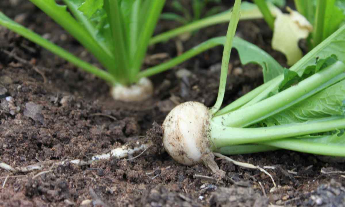 How to grow up turnip