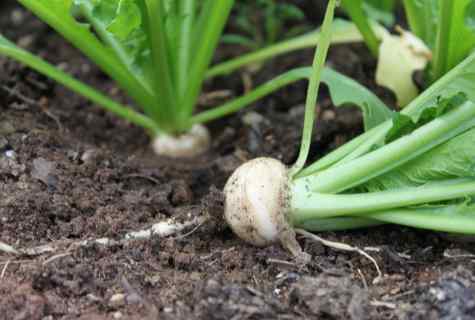 How to grow up turnip