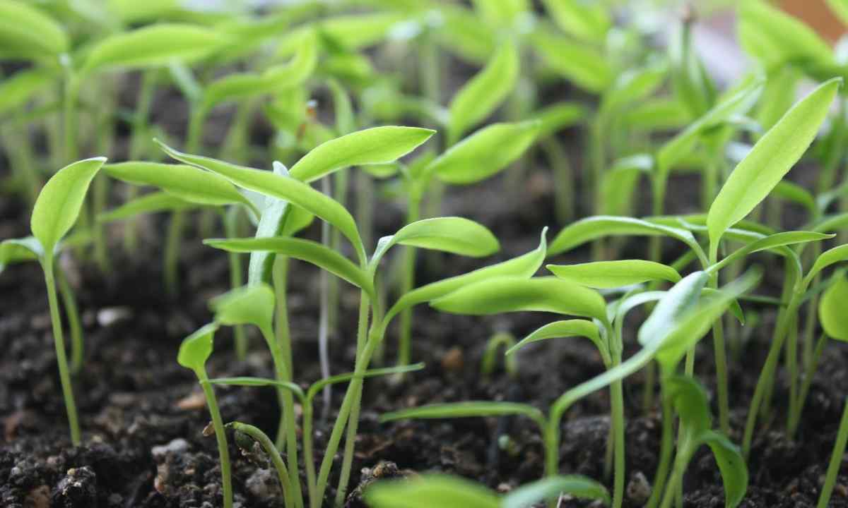 How to accelerate germination