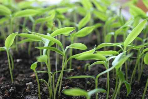 How to accelerate germination