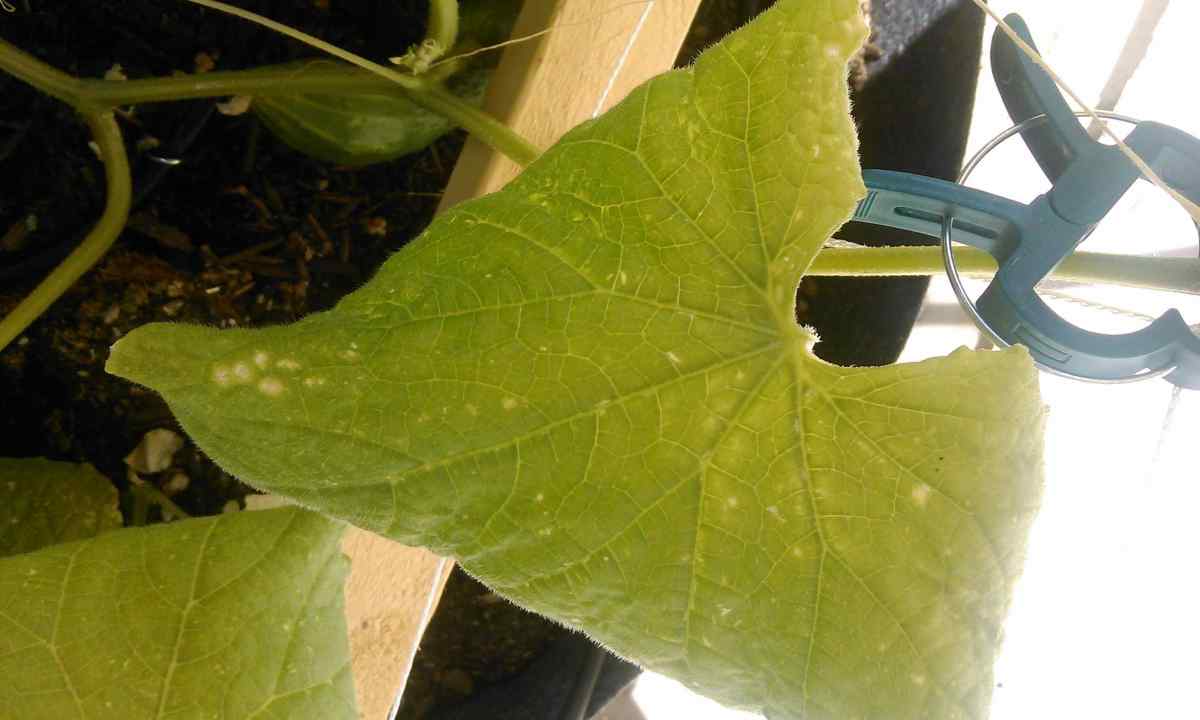 Why leaves at cucumbers turn yellow