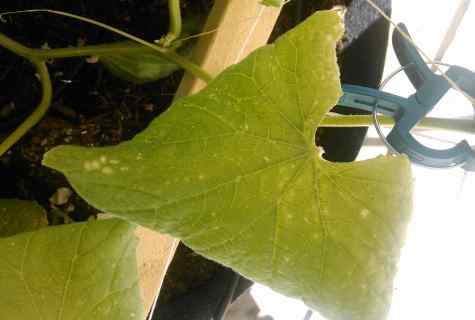 Why leaves at cucumbers turn yellow