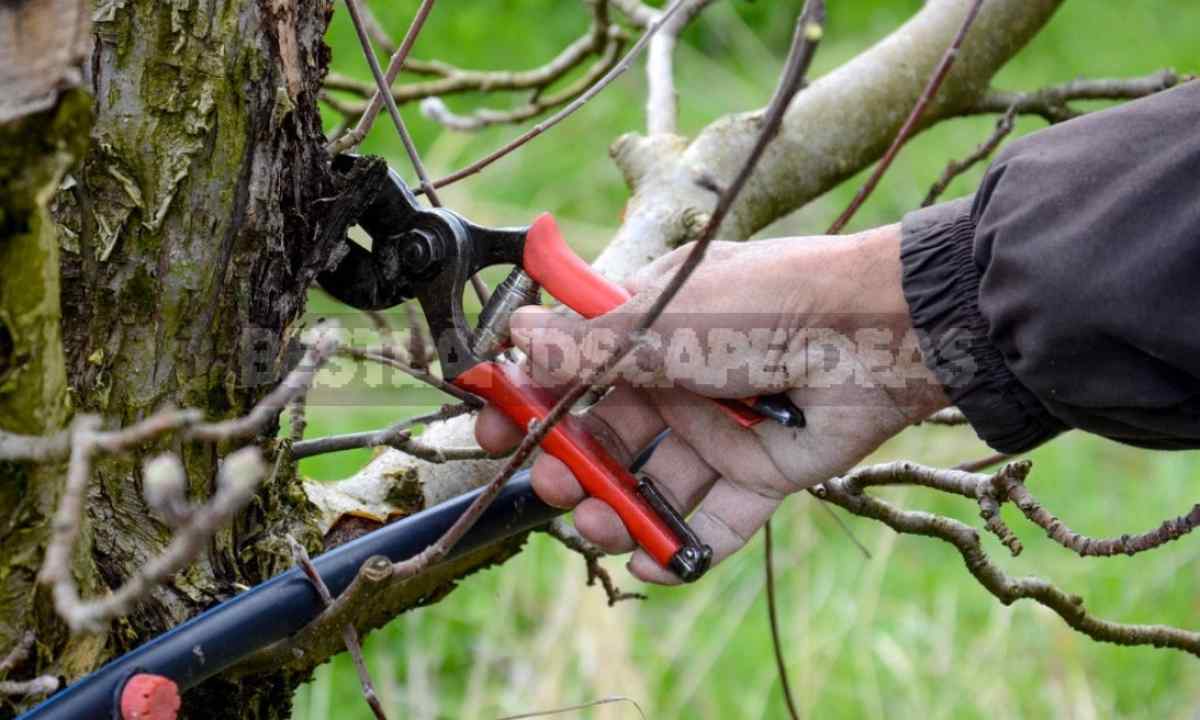 How to cut branches at apple-tree