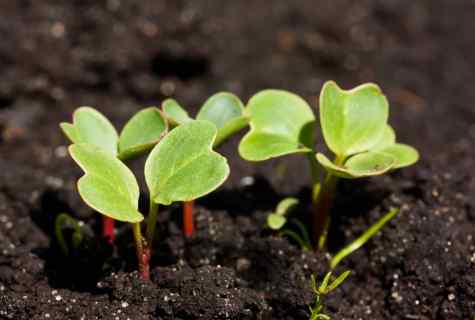 When to plant radish in the spring to the open ground