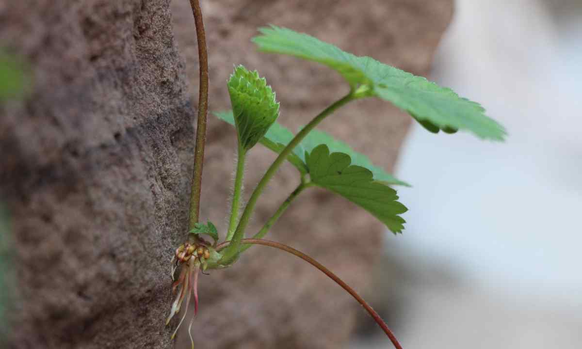 How to grow up strawberry from seeds in house conditions