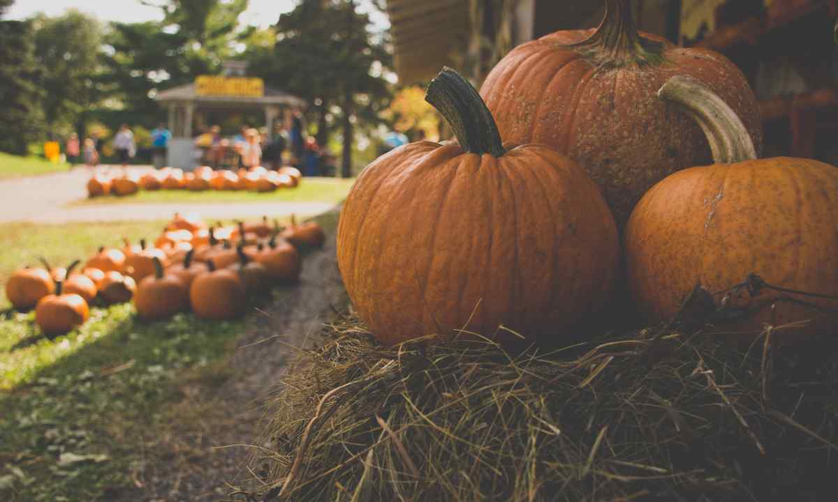 How to receive good harvest of bush pumpkins