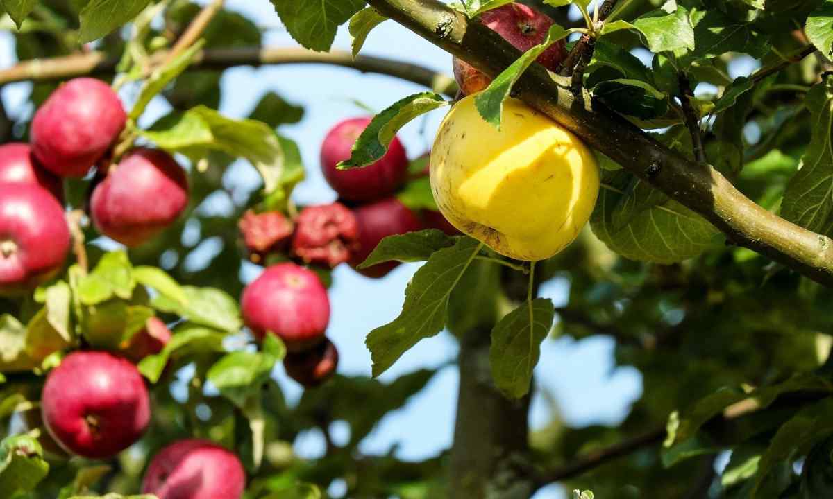 Why the apple-tree does not fructify