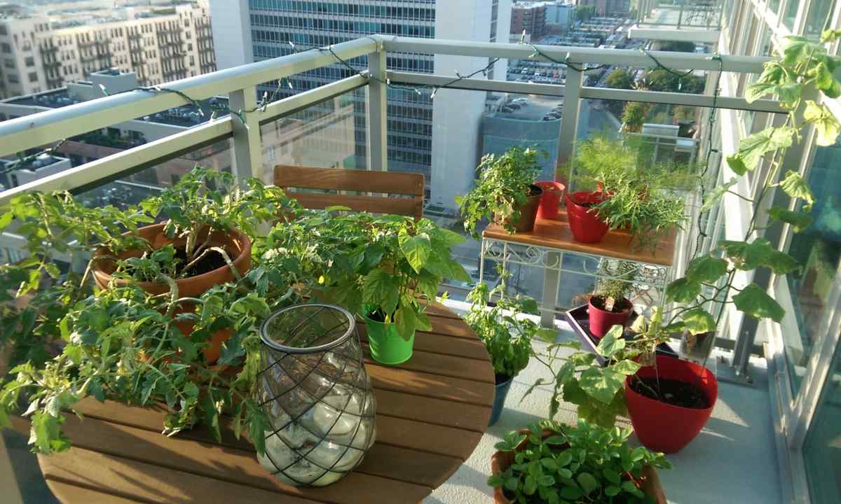 What flowers can be grown up on the balcony of the city apartment
