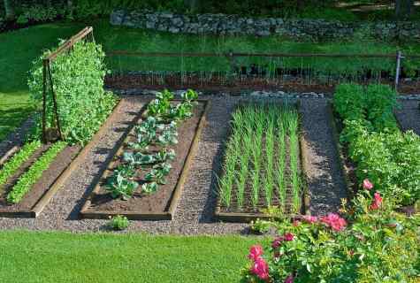 Compatibility of plants in your kitchen garden