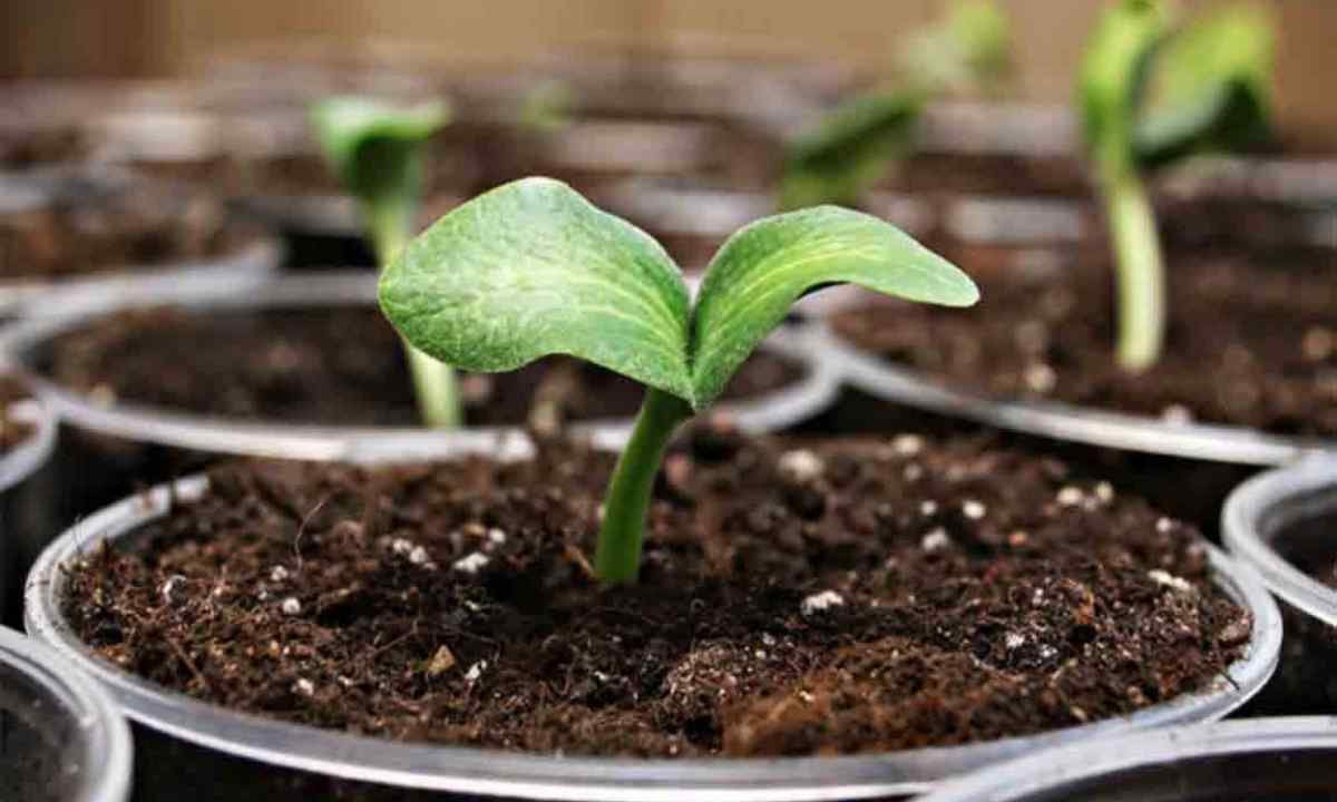 How to prepare bed for seedling in the fall