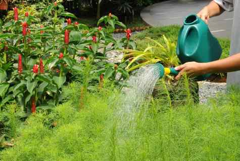 How to equip dry stream in garden in what its advantages