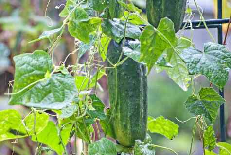 Than to fertilize cucumbers during fructification