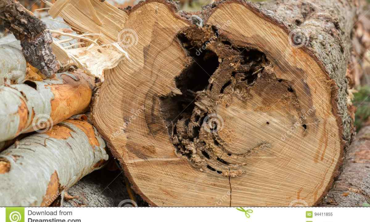 How to get rid of stump