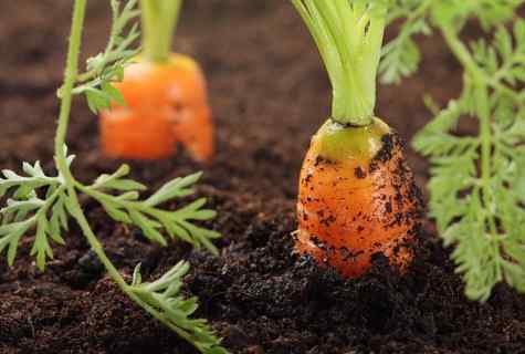 Then to plant carrots on kitchen garden