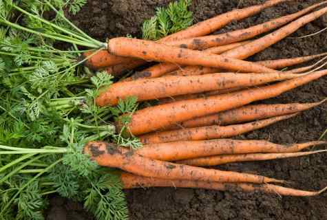 How to plant carrots on seeds